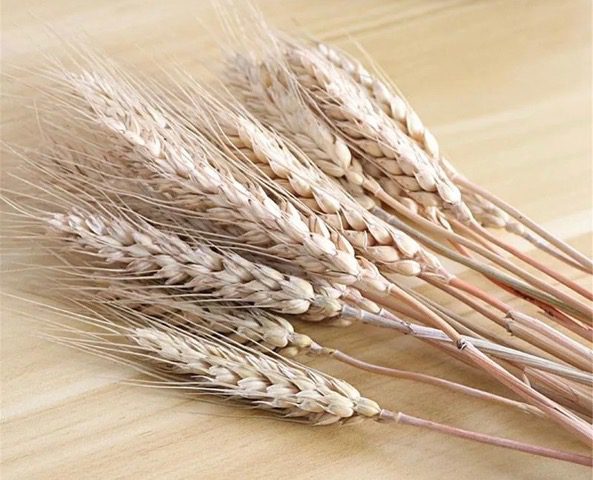 Dried wheat stalks on a wooden surface.